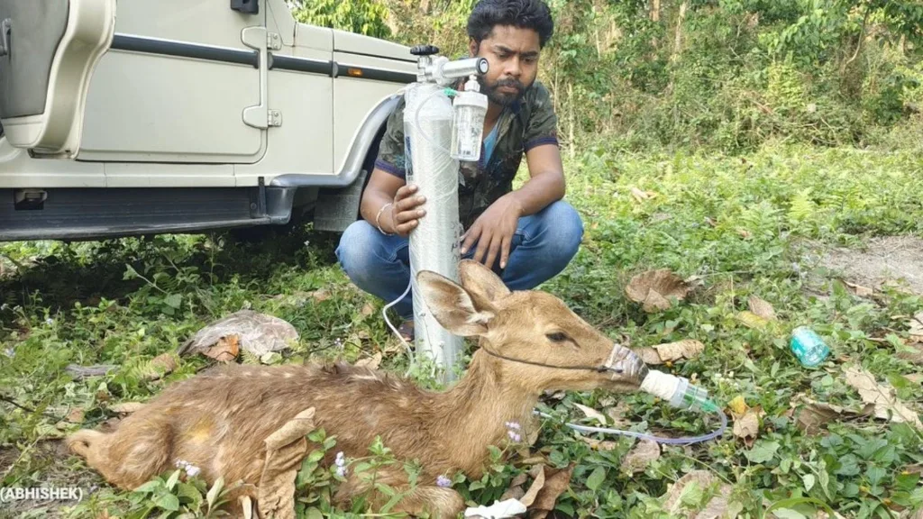 A wildlife veterinarian administering emergency oxygen therapy to a rescued fawn suffering from severe exhaustion.