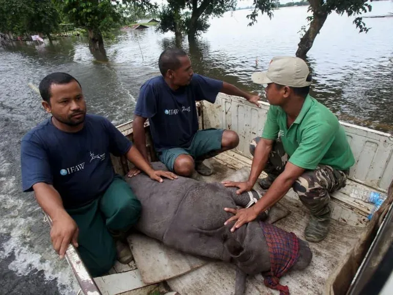 Assam Floods 2026: When Rising Waters Threaten Both People and Wildlife
