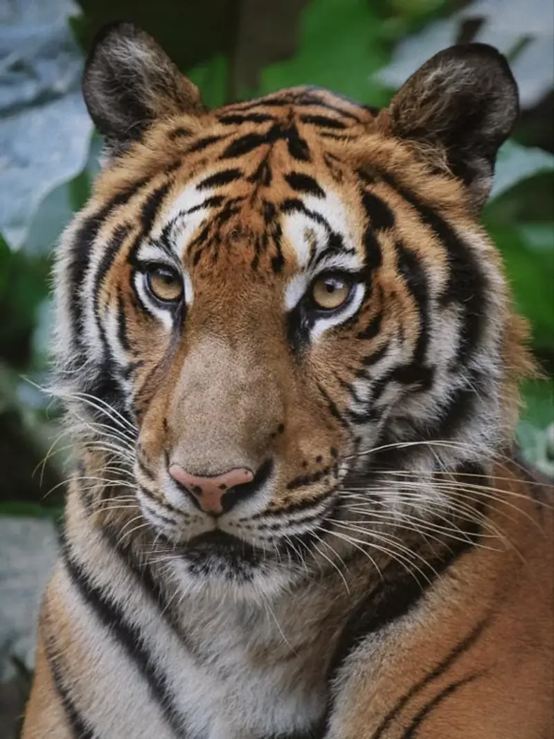 Wildlife Rescue & Rehab