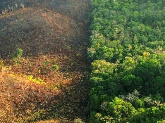 The Silent Crisis: How Deforestation is Destroying India's Forests and Wildlife