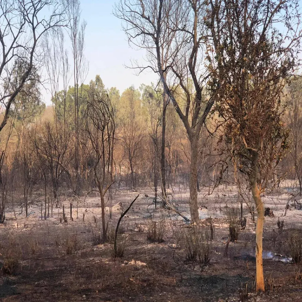 Charred remains of undergrowth and tree trunks following a severe seasonal forest fire. Photo Credit: Forest Survey of India / PFWCI Archive.