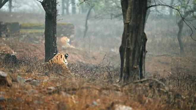 Royal Bengal Tiger resting in fragmented, degraded scrub forest amidst dry underbrush. Photo Credit: Wildlife Institute of India / PFWCI Archive.