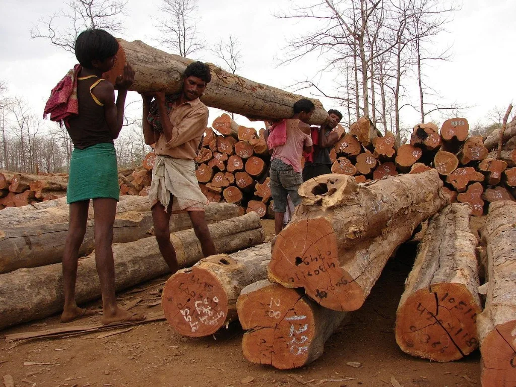 Laborers manually hauling heavy felled teak timber logs in an unmanaged forest logging site. Photo Credit: Down To Earth / PFWCI Field Survey Archive.