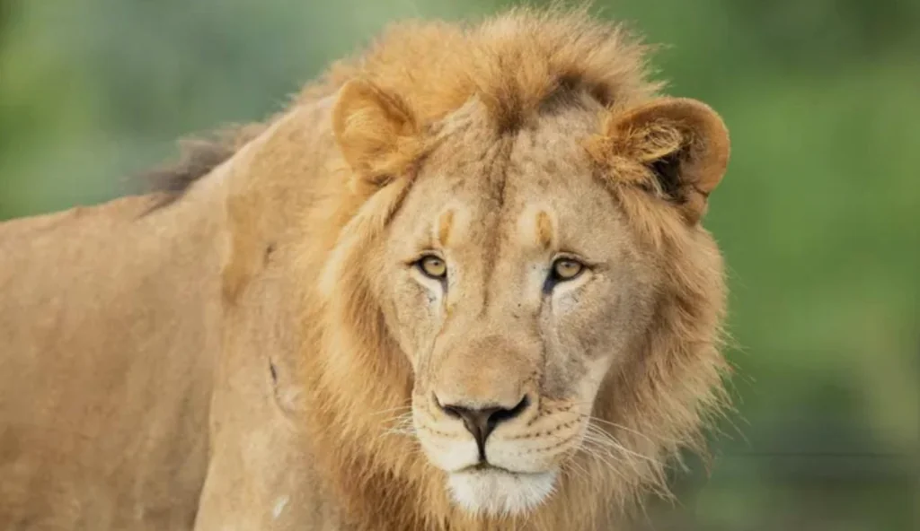 Asiatic Lion Gaze Watch