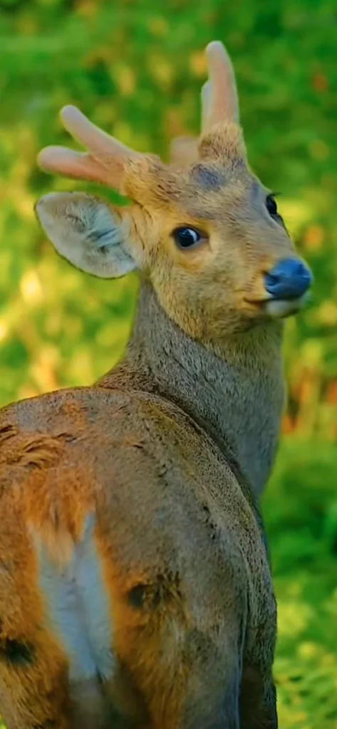 Barking Deer Velvet Antlers