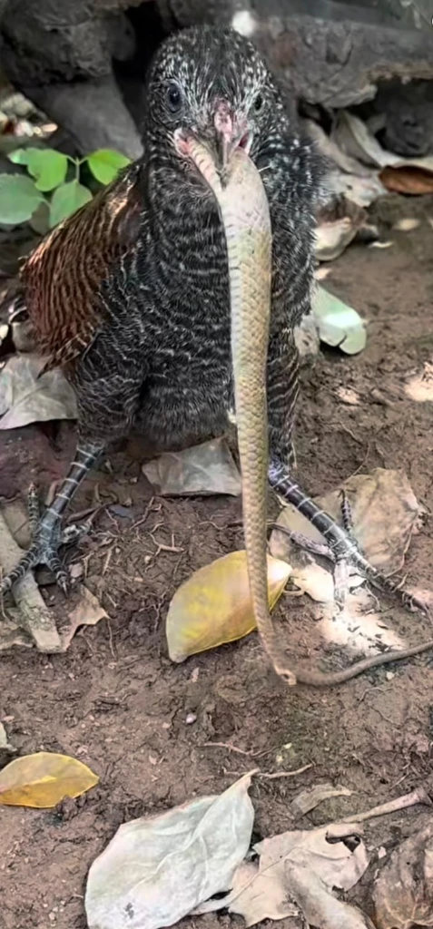 Avian Serpent Predation Moment