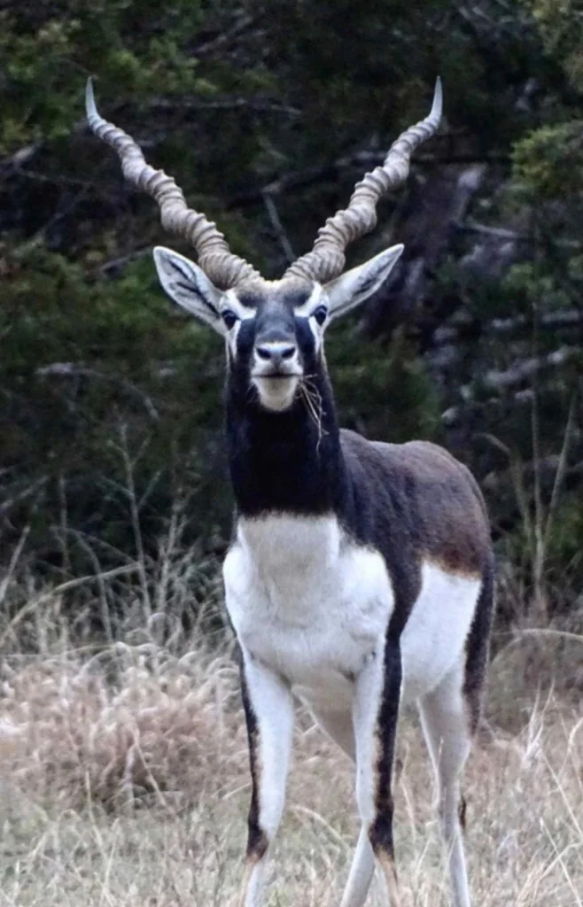 Vigilant Blackbuck Grassland Watch