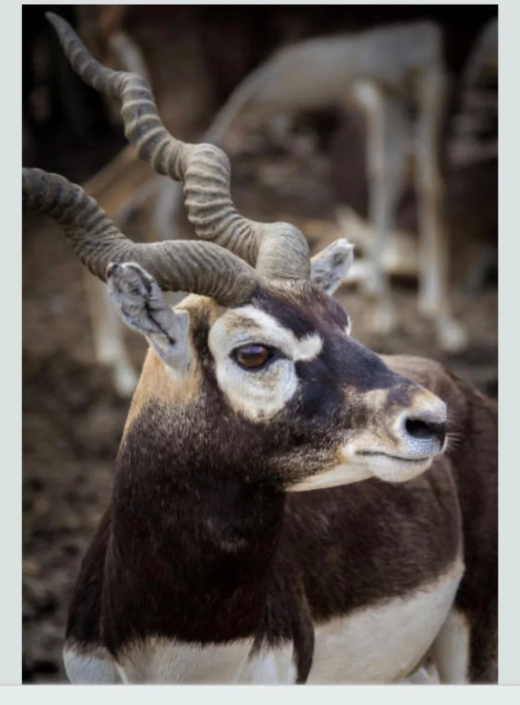 Blackbuck Horns Close-Up