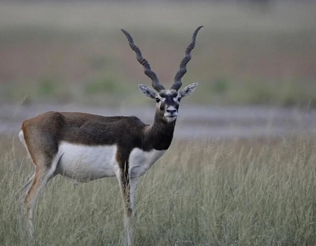 Blackbuck Antelope Savannah March