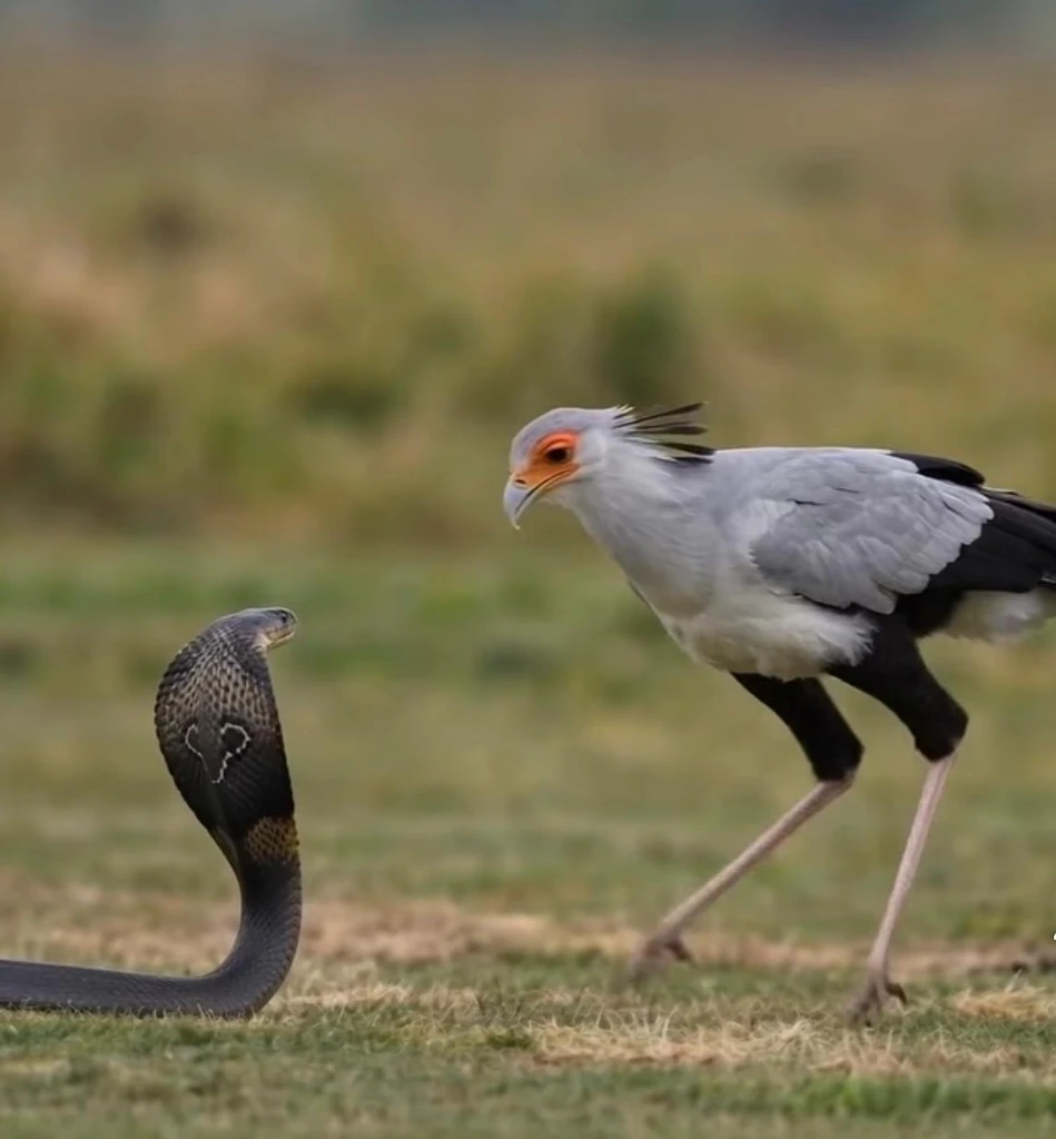 Spectacled Cobra vs Serpent Raptor Stance