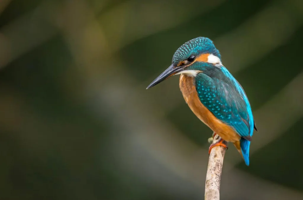 Common Kingfisher Stream Watch