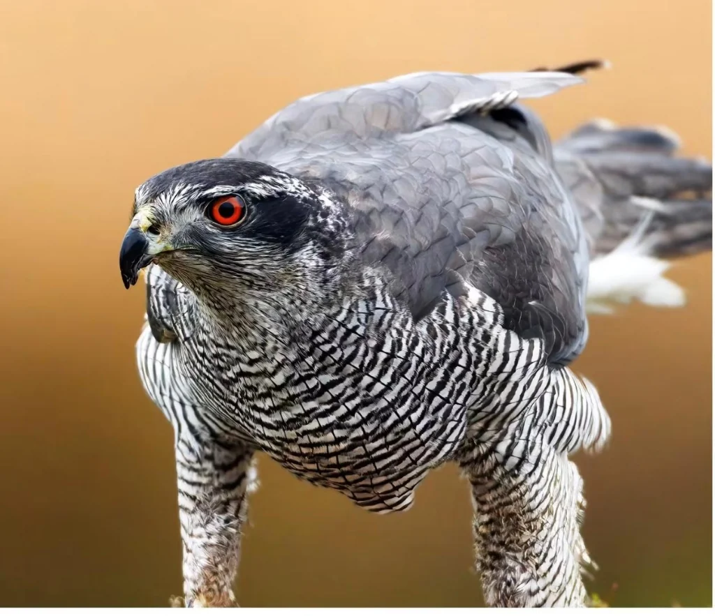 Crested Goshawk Red Eye