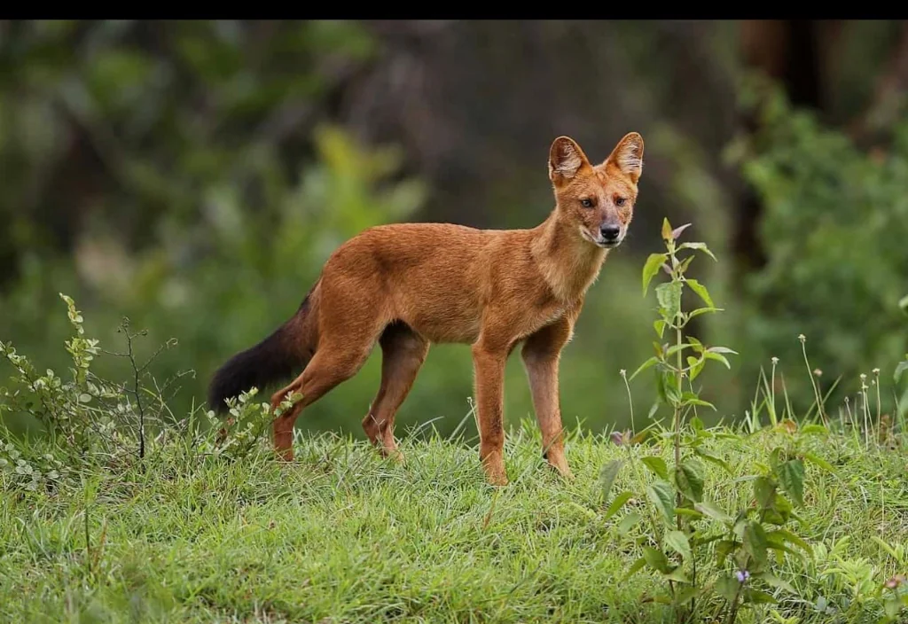 Indian Dhole Wild Dog