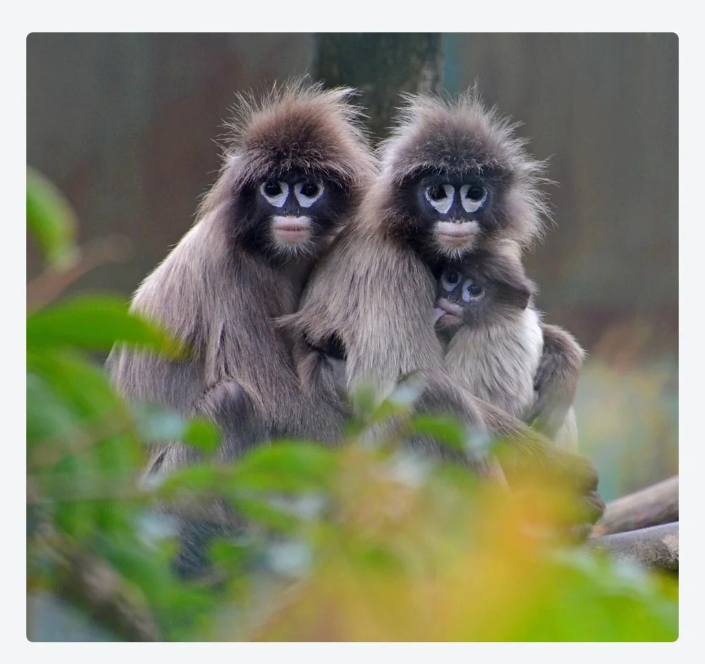 Langur Family Forest Embrace