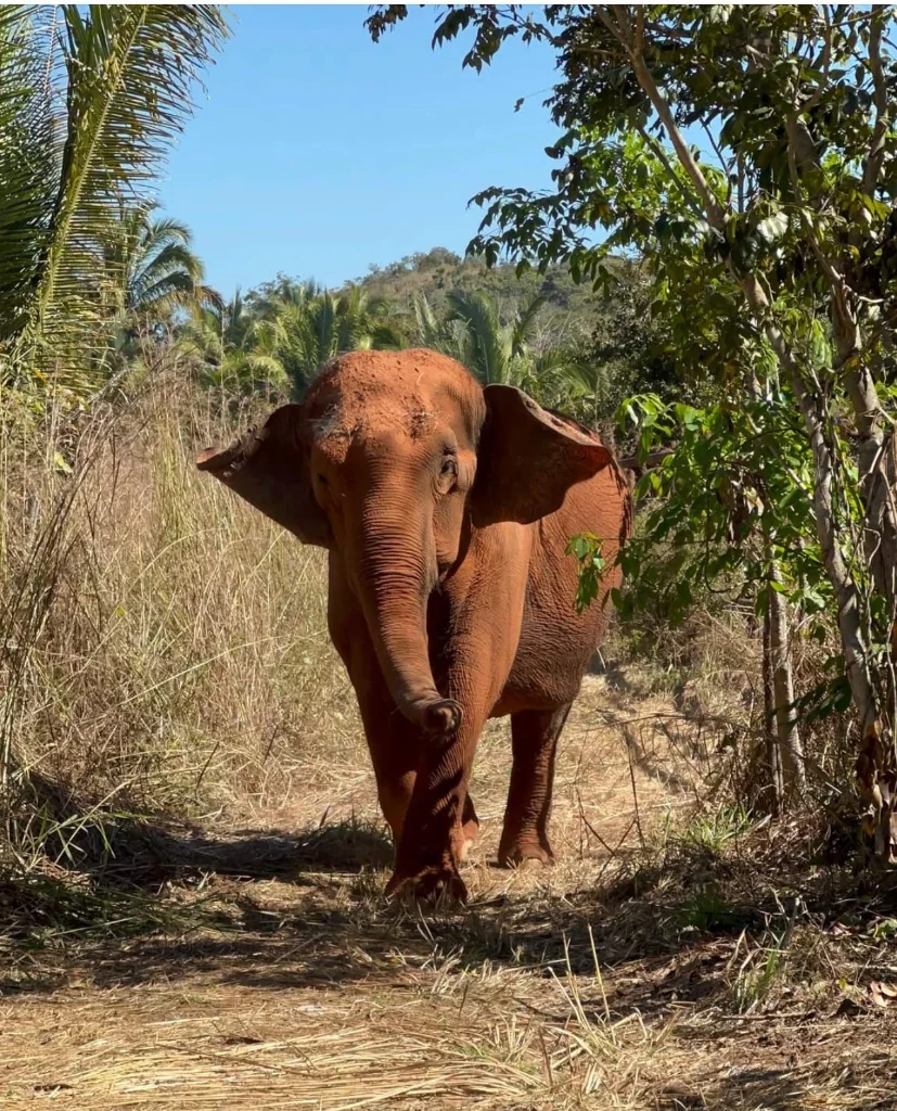 Asian Elephant Corridor March