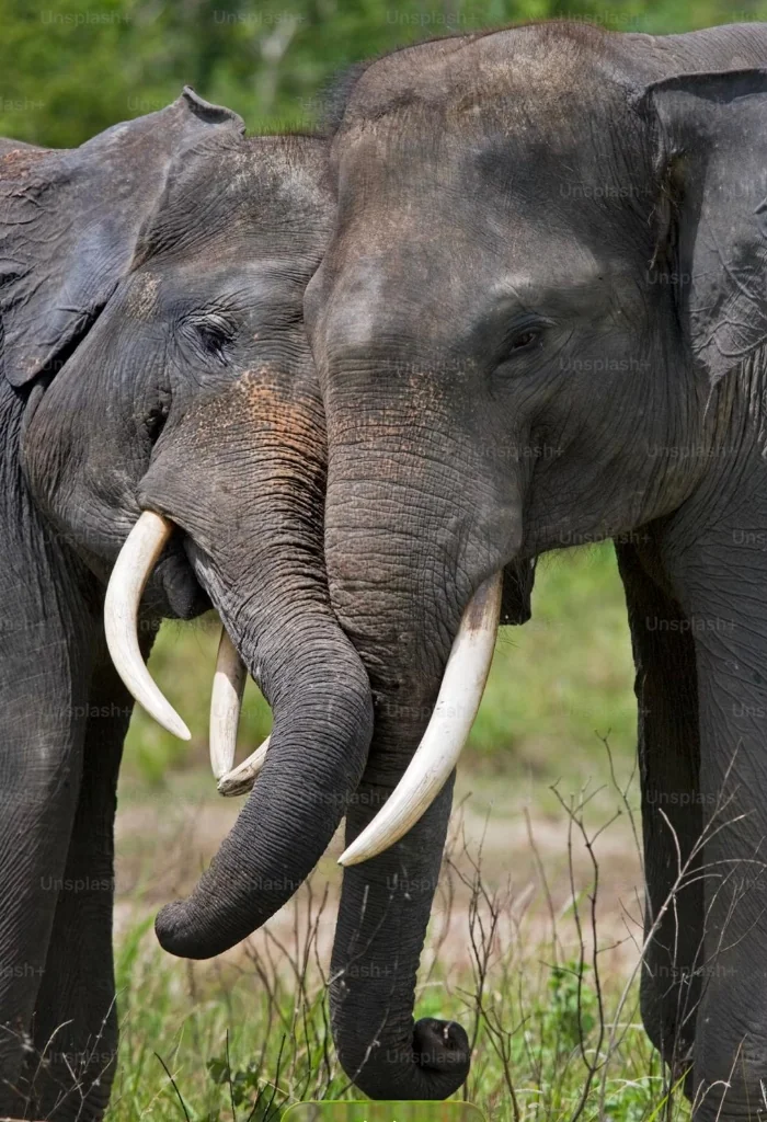 Asian Elephants Tusk Bond