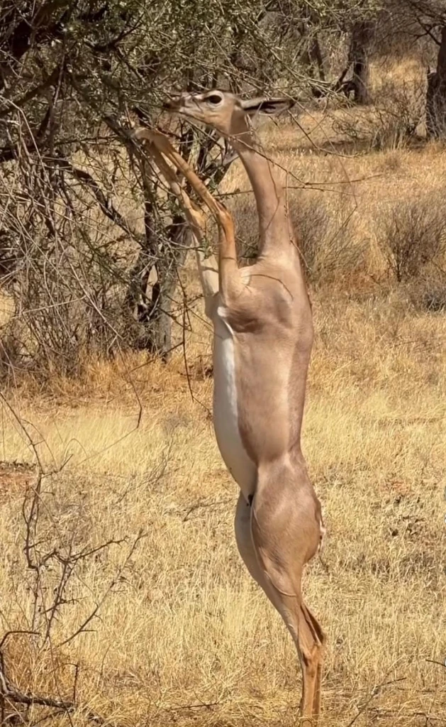 Gerenuk Antelope High Canopy Forage