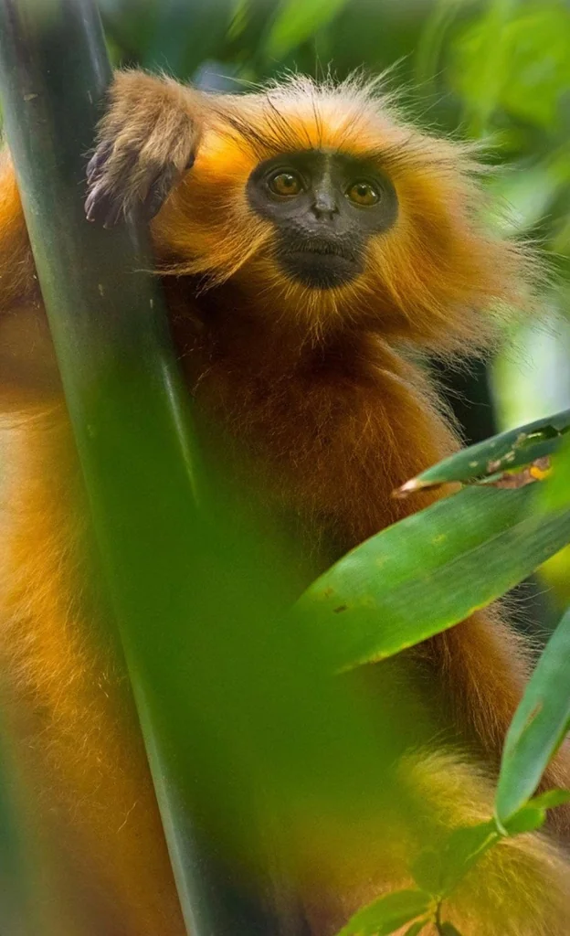 Golden Langur Bamboo Canopy