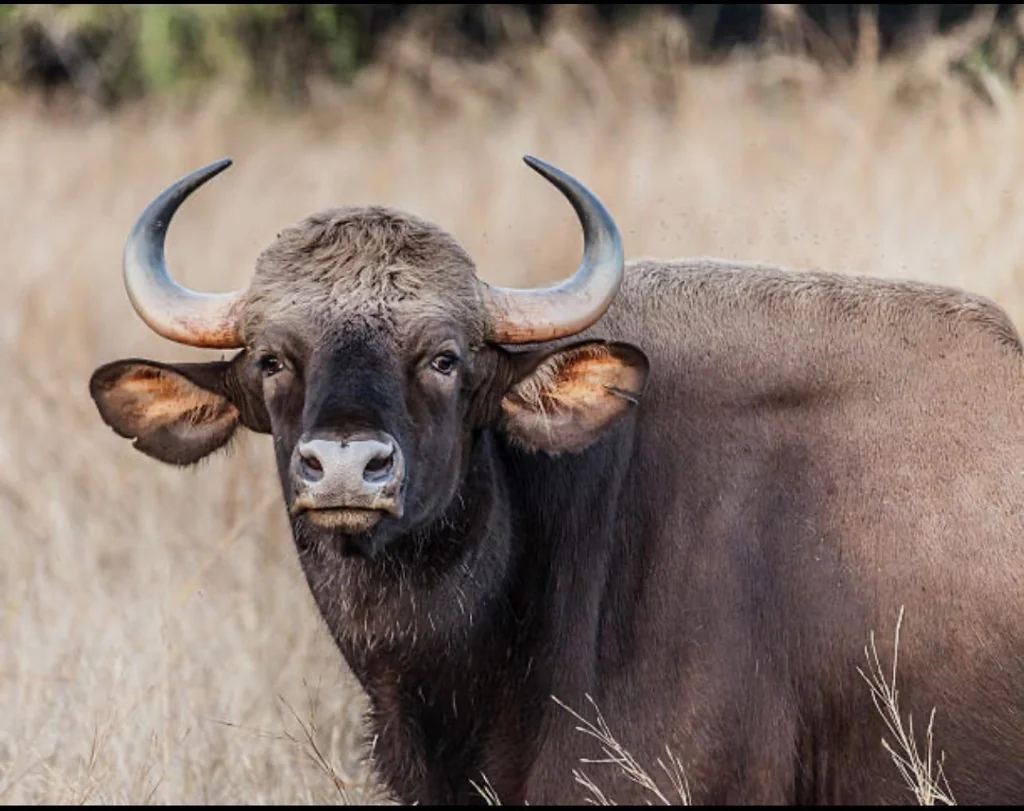 Indian Gaur Wild Bison