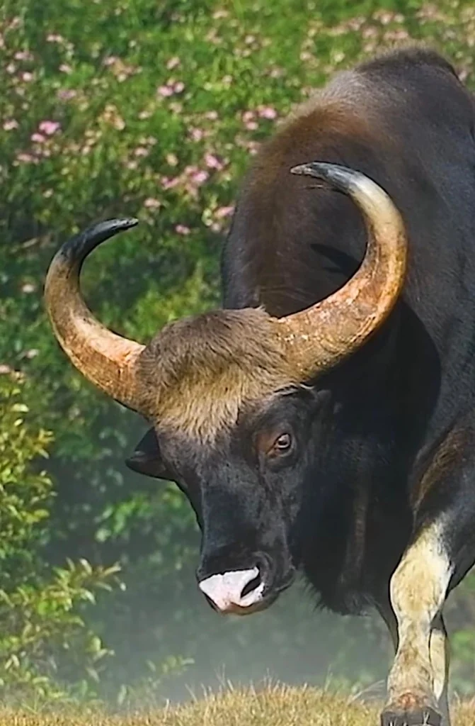 Indian Gaur Horns Portrait