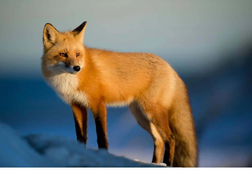 Indian Fox Snow Vigil
