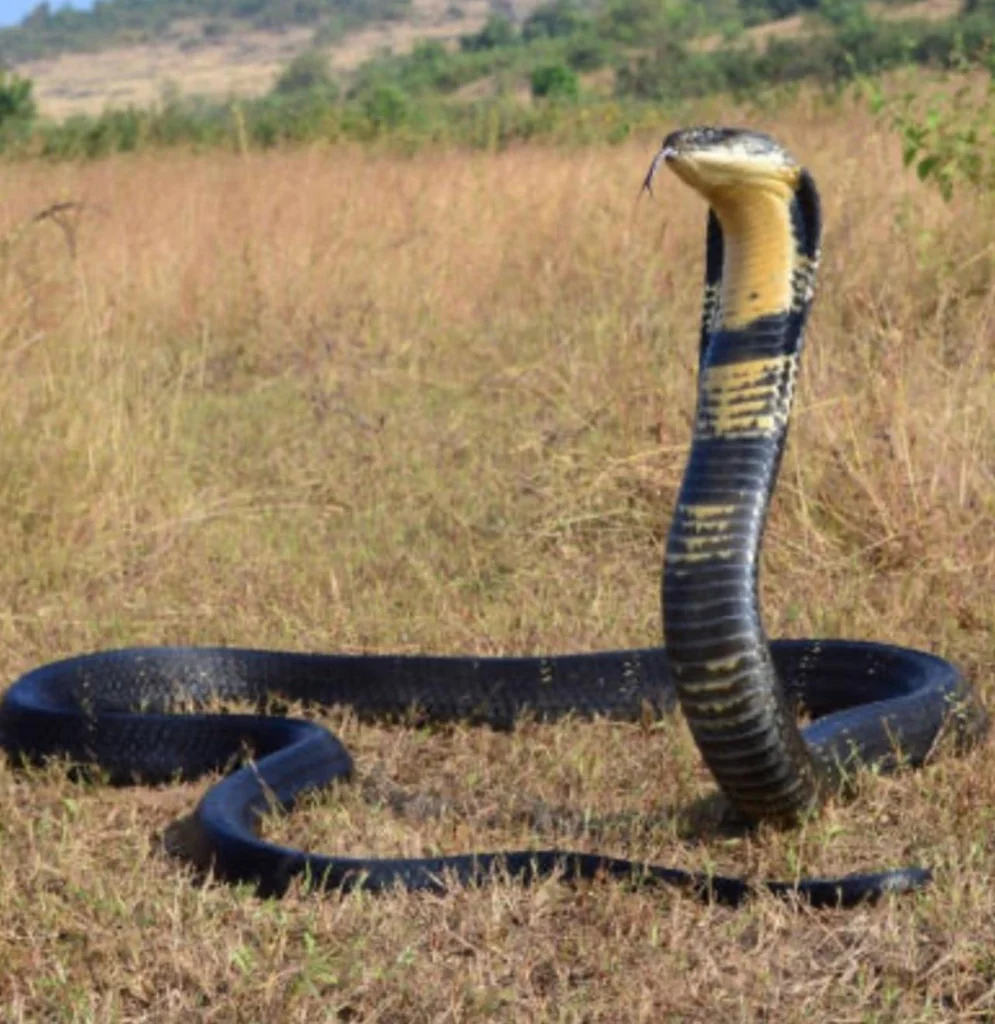 King Cobra Hood Stance