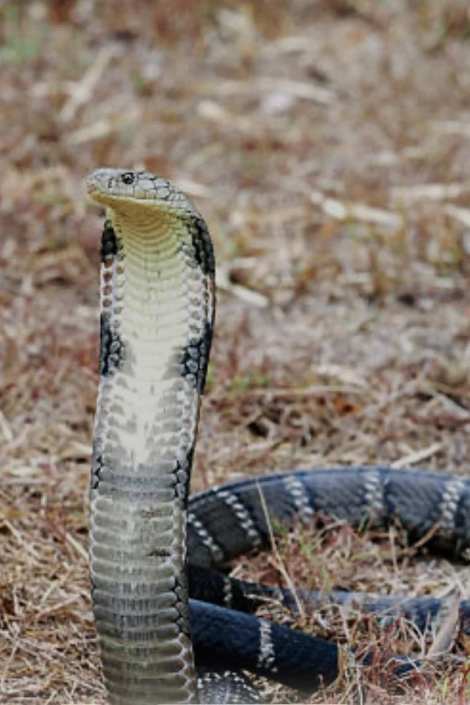 King Cobra Upright Vigil