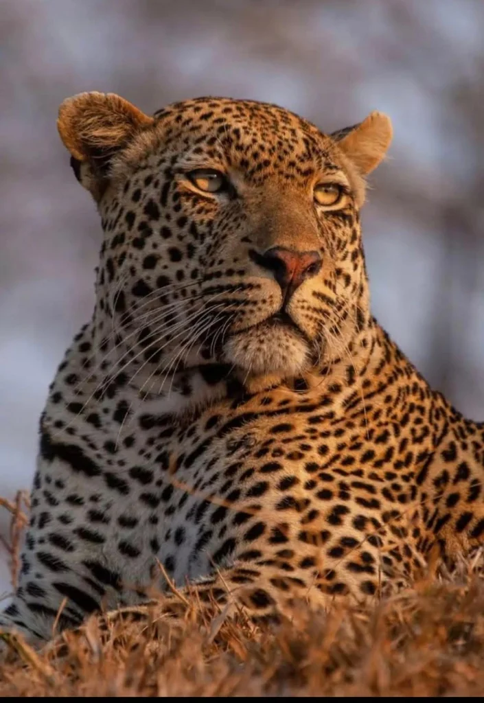 Indian Leopard Canopy Vigil