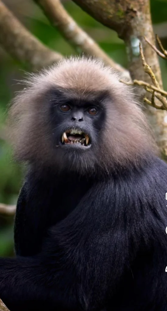 Lion Tailed Macaque Canopy