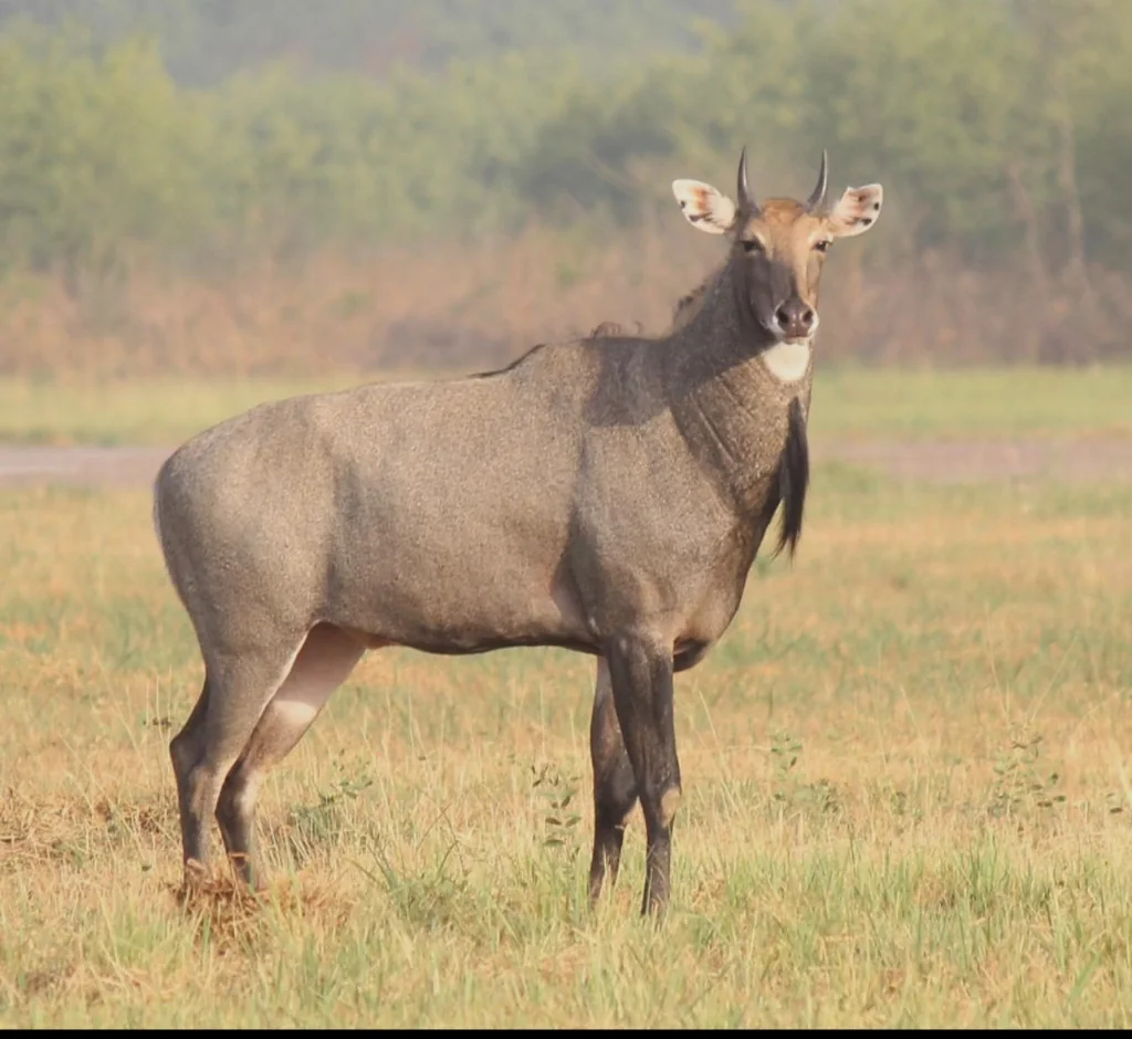 Nilgai Bull Grassland Stride