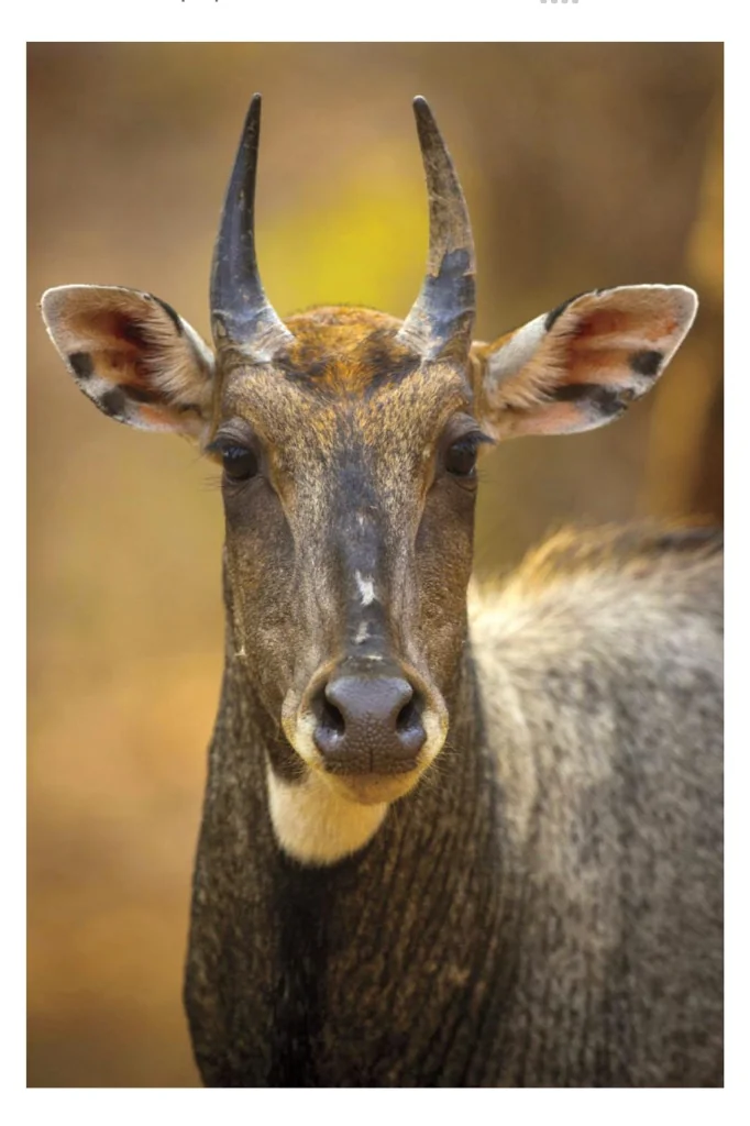 Nilgai Antelope Head Portrait