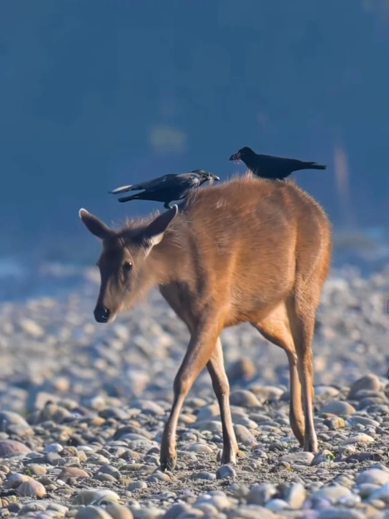 Sambar Deer Riverbed Symbiosis