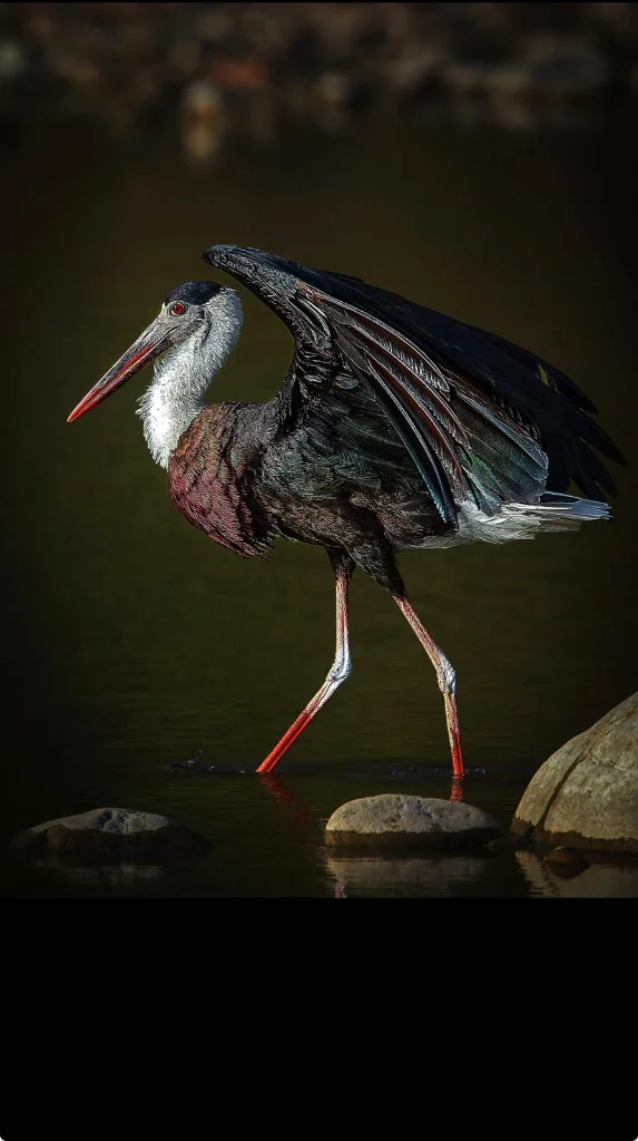 Woolly-necked Stork Wing-Spread
