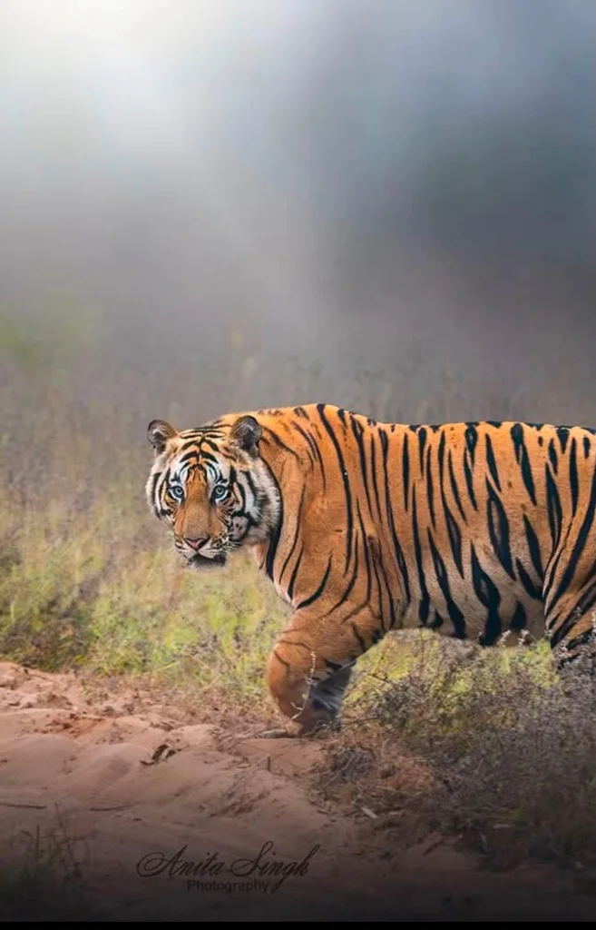 Dawn Fog Tiger Patrol
