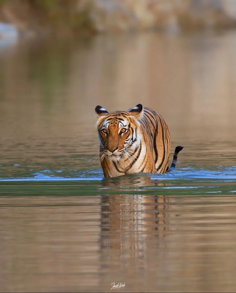 Royal Bengal Waterhole Patrol