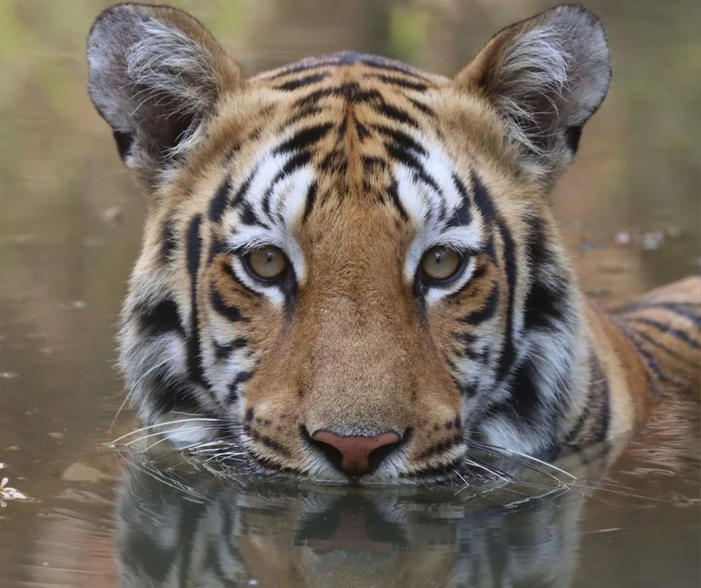Submerged Tiger Waterhole Watch