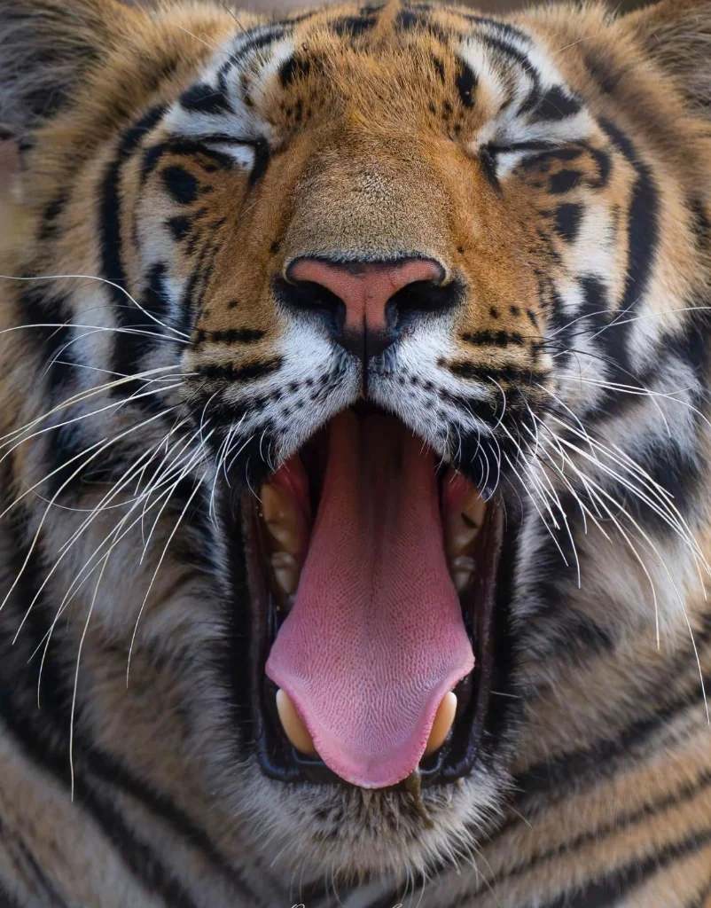 Royal Tiger Yawn Close-Up