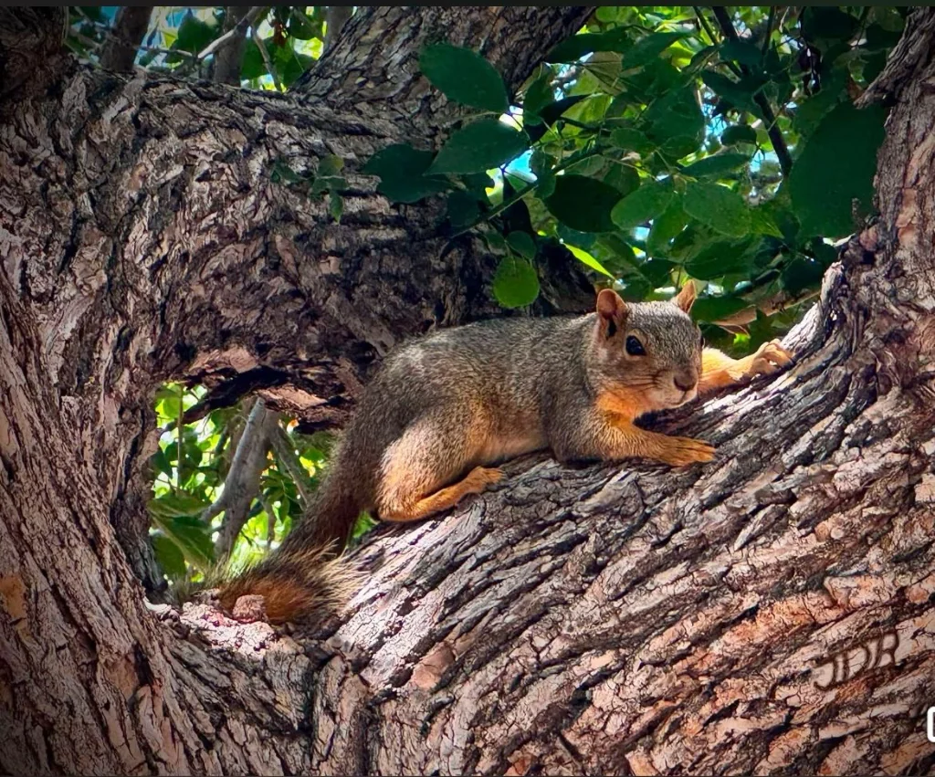 Indian Palm Squirrel Hollow