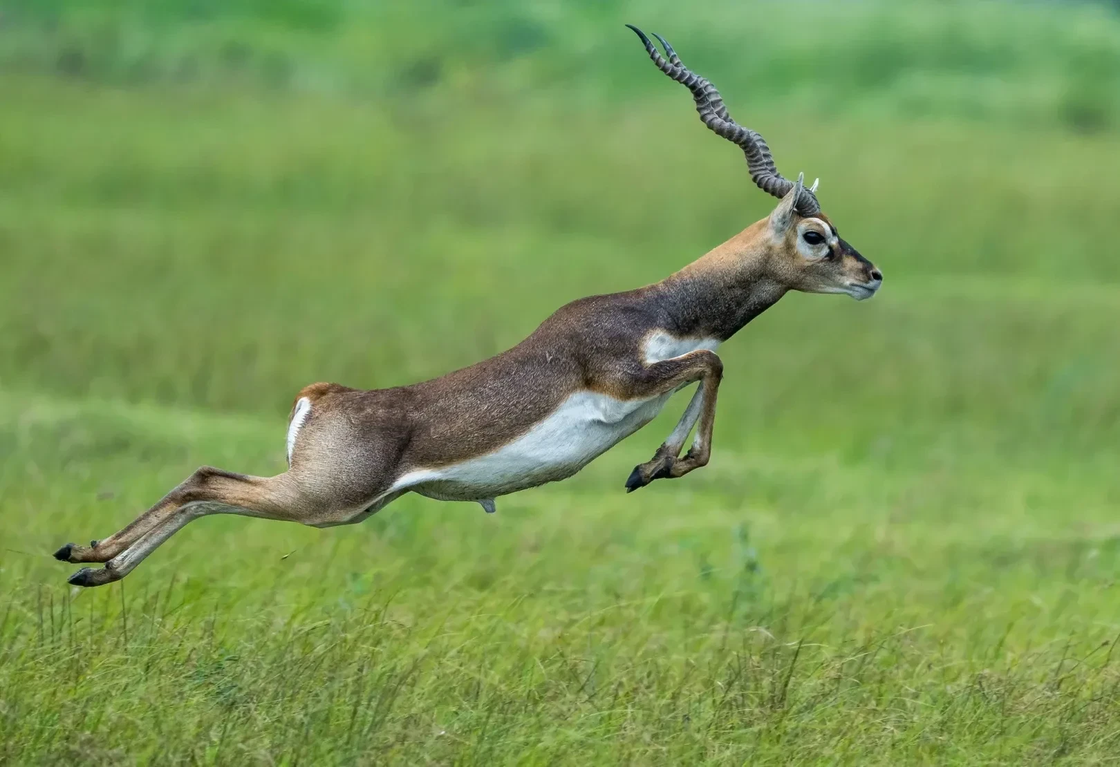Bidar Blackbuck Grassland Restoration