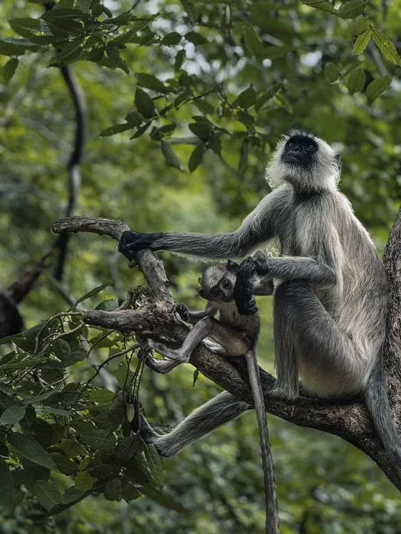 Research, Monitoring & Species Conservation