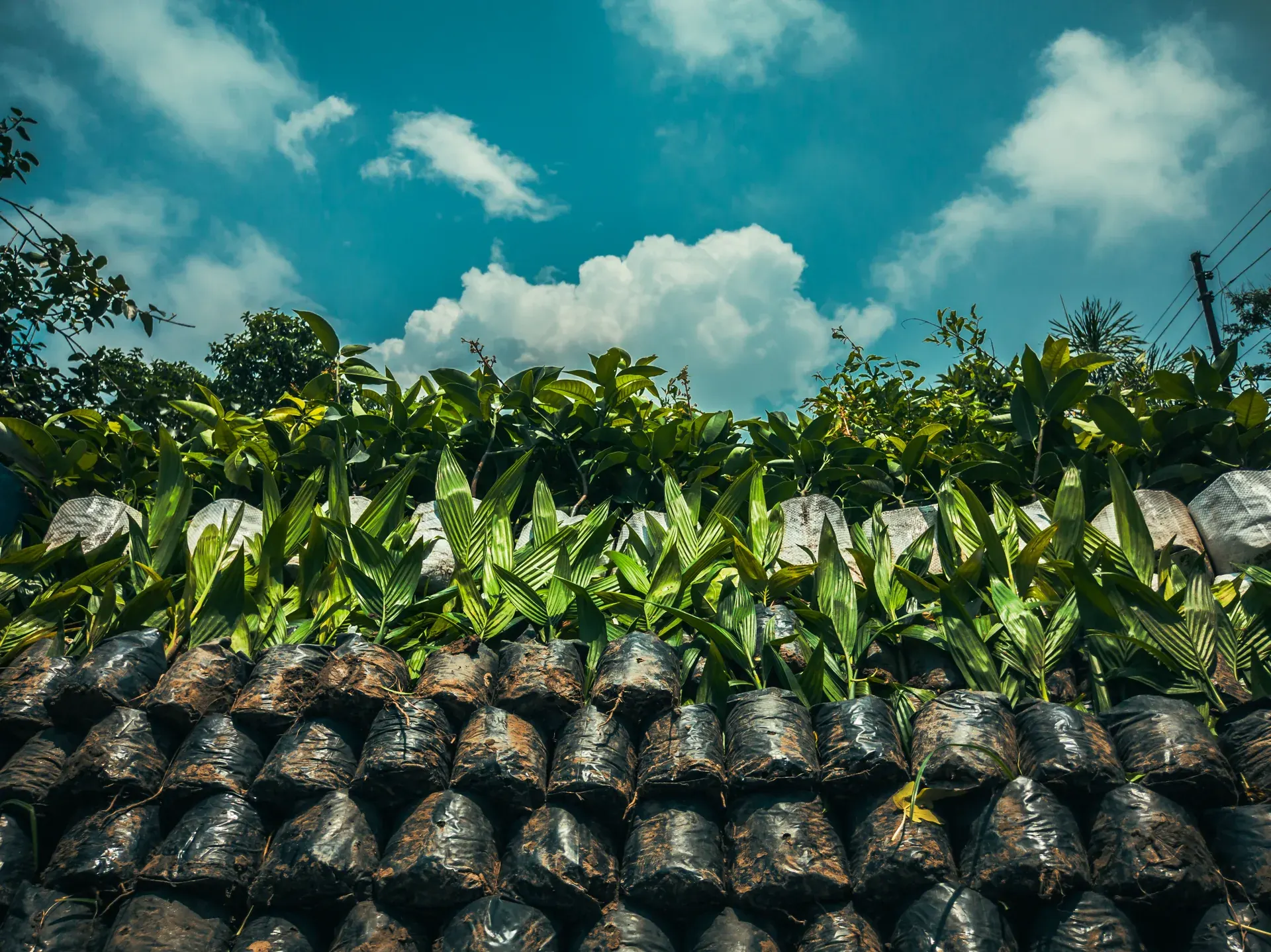 Native Reforestation Drive