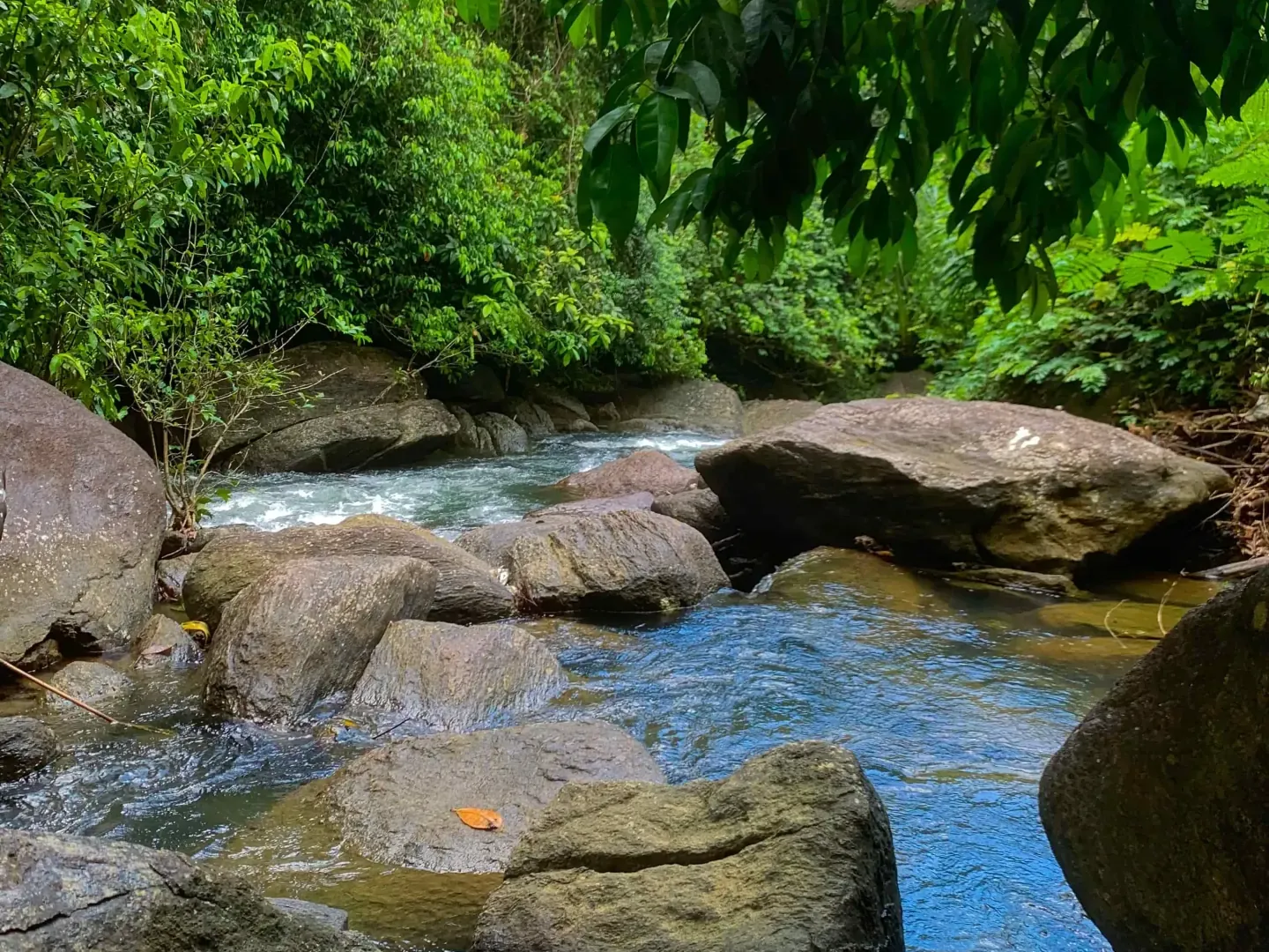 Forests Are More Than Trees: Why India’s Forests Matter